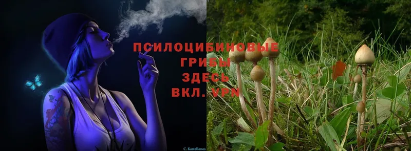 продажа наркотиков  Асбест  Псилоцибиновые грибы Magic Shrooms 